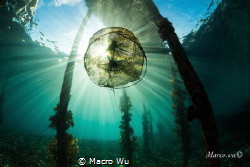 Water is the sky by Macro Wu 
